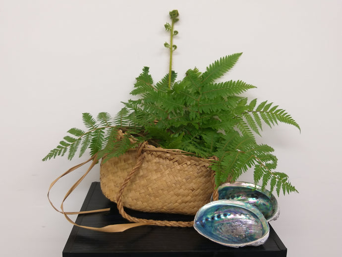 This is an image of healthy appearing fern leaves in a woven kete (basket) and two decorative paua shell on a shelf.